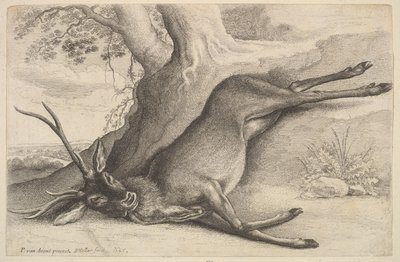 死んだクワガタ、1646年。 作： Wenceslaus Hollar