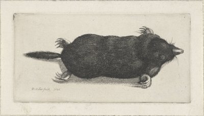 モグラの死骸 作： Wenceslaus Hollar