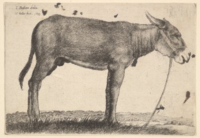 ロバ、1649。 作： Wenceslaus Hollar