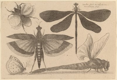 トンボ、マルハナバチ、蝶 作： Wenceslaus Hollar