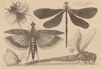 トンボとマルハナバチ 1646年 作： Wenceslaus Hollar