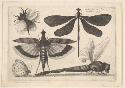 トンボとマルハナバチ 1646年 作： Wenceslaus Hollar