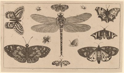 トンボ、てんとう虫、蝶 作： Wenceslaus Hollar