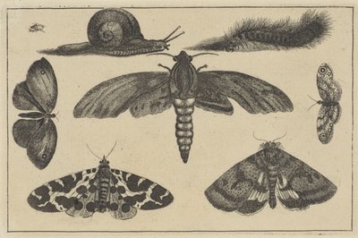 3 つの蛾、蝶、カブトムシ、カタツムリ、毛虫 いろいろな昆虫（連載タイトル） Diversae Insectorum (シリーズタイトル) 作： Wenceslaus Hollar