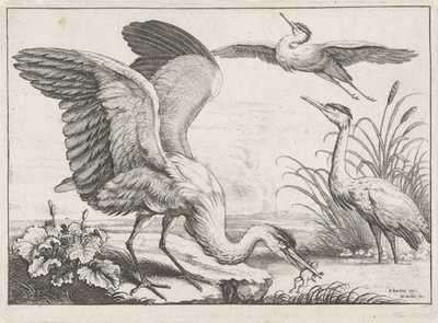 三鷺 多様な鳥類（シリーズタイトル） 別の鳥（シリーズタイトル） 作： Wenceslaus Hollar