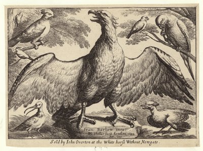 ワシおよび他の鳥 作： Wenceslaus Hollar