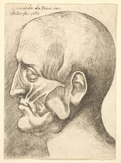左横顔の男性のエコルチェヘッド、1660年。 作： Wenceslaus Hollar