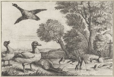アヒル 多様な鳥類（シリーズタイトル） 別の鳥（シリーズタイトル） 作： Wenceslaus Hollar