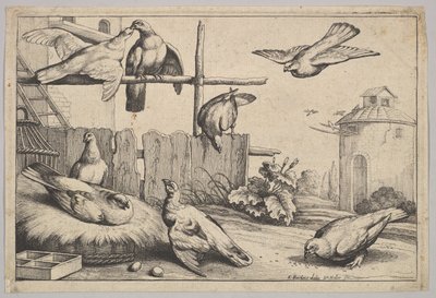 8匹の鳩、1625-77。 作： Wenceslaus Hollar
