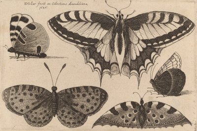 5つの蝶々、1646年 作： Wenceslaus Hollar