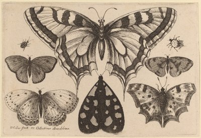 5匹のチョウ、ガ、カブトムシ、クモ 作： Wenceslaus Hollar