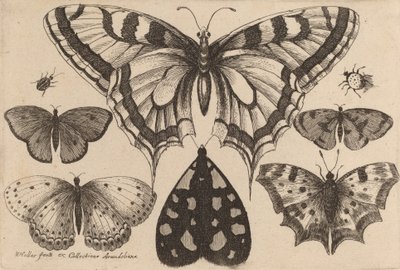 5匹の蝶と1匹の蛾と2匹の甲虫 1646年 作： Wenceslaus Hollar