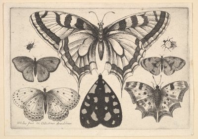 5つの蝶、蛾と2つのカブトムシ、1646。 作： Wenceslaus Hollar
