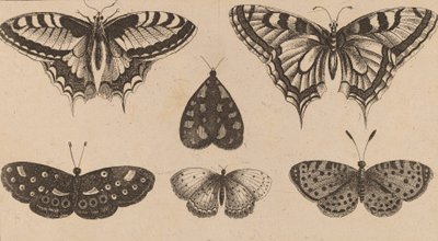 5匹の蝶と1匹の蛾。 作： Wenceslaus Hollar