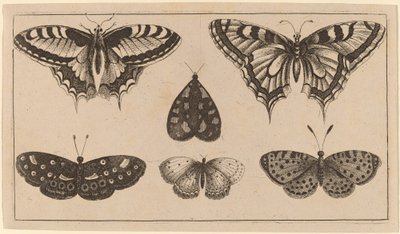 5匹の蝶と1匹の蛾 作： Wenceslaus Hollar