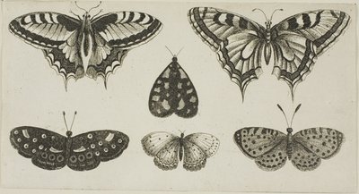 5匹の蝶と1匹の蛾 作： Wenceslaus Hollar