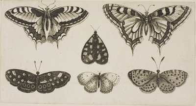5匹の蝶と1匹の蛾 作： Wenceslaus Hollar