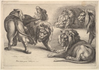5頭のライオンと雌ライオン、1646年。 作： Wenceslaus Hollar