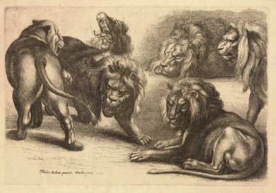 5頭のライオンと1頭の雌ライオン（ルーベンス作 作： Wenceslaus Hollar