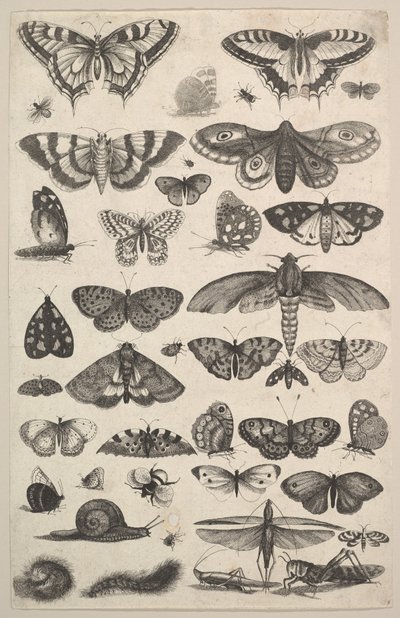 蛾や蝶を含む41種類の昆虫、1625-77。 作： Wenceslaus Hollar
