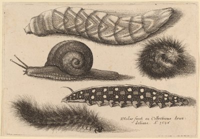 4匹の毛虫とカタツムリ 作： Wenceslaus Hollar