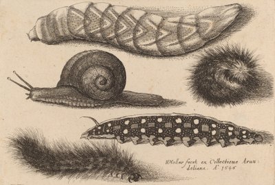 4匹のアオムシと1匹のカタツムリ 1646年 作： Wenceslaus Hollar