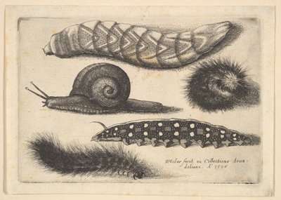 4つの幼虫とカタツムリ、1646年。 作： Wenceslaus Hollar