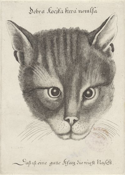 猫の頭 作： Wenceslaus Hollar