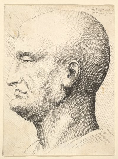 左の横顔のハゲ男の頭、1644-52。 作： Wenceslaus Hollar
