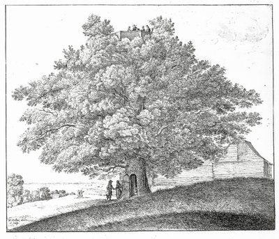 ハムステッドの中空の木、1663年 作： Wenceslaus Hollar
