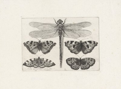 トンボと4匹の蝶 作： Wenceslaus Hollar