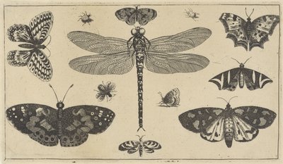トンボ、てんとう虫、蝶 いろいろな昆虫（連載タイトル） Diversae Insectorum (シリーズタイトル) 作： Wenceslaus Hollar