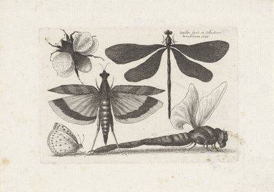 トンボ、蝶、マルハナバチ 昆虫（連載タイトル） Muscarum Scarabeorum (シリーズタイトル) 作： Wenceslaus Hollar