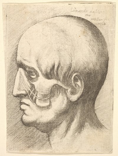 筋肉が露出した状態で左に横向きの男性の頭部、1660年。 作： Wenceslaus Hollar