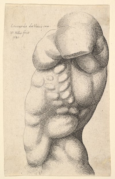 男性の胴体、首から腰まで、プロファイルは左、1645。 作： Wenceslaus Hollar