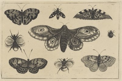 蛾、蝶 4 羽、マルハナバチ 2 羽、その他昆虫 2 羽 いろいろな昆虫（連載タイトル） Diversae Insectorum (シリーズタイトル) 作： Wenceslaus Hollar