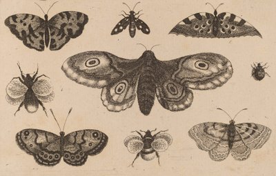 蛾、蝶、そして蜂。 作： Wenceslaus Hollar