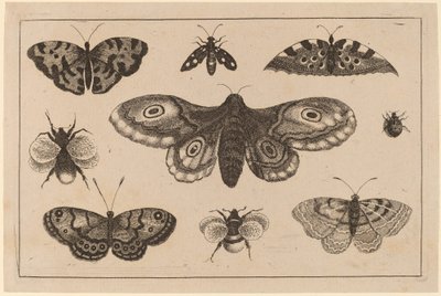 蛾、蝶、蜂 作： Wenceslaus Hollar