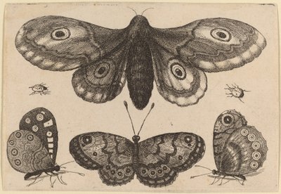 蛾、3 匹の蝶、2 匹のカブトムシ 作： Wenceslaus Hollar