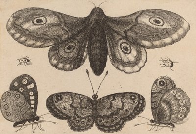 蛾、3匹の蝶、2匹の甲虫、1646年。 作： Wenceslaus Hollar