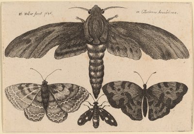蛾と三匹の蝶 作： Wenceslaus Hollar