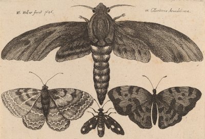 蛾と三匹の蝶 1646年 作： Wenceslaus Hollar