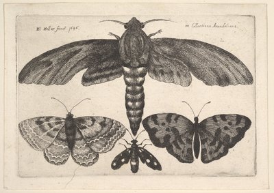 蛾と3匹の蝶、1646年。 作： Wenceslaus Hollar