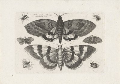 蛾や小さな昆虫 昆虫（連載タイトル） Muscarum Scarabeorum (シリーズタイトル) 作： Wenceslaus Hollar