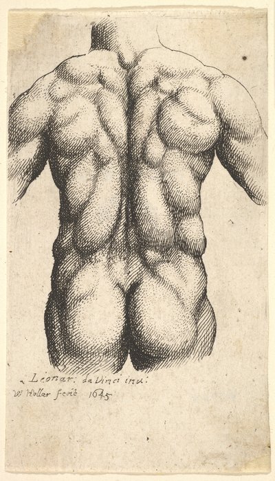 後ろから見た裸の男性の胴体、1645。 作： Wenceslaus Hollar