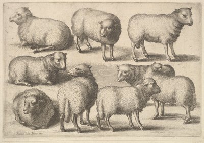 9頭の羊、1646年。 作： Wenceslaus Hollar
