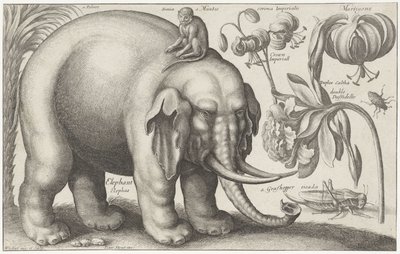 ゾウ、サル、花、昆虫 植物と動物（連載タイトル） Animalium Ferarum (オブジェクトのシリーズ タイトル) 作： Wenceslaus Hollar