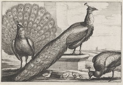 クジャク 多様な鳥類（シリーズタイトル） 別の鳥（シリーズタイトル） 作： Wenceslaus Hollar
