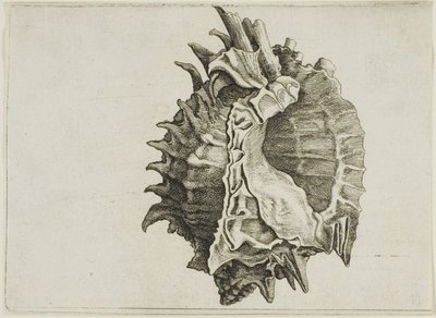 ピンクマウスミューレックス (phyllonotus erythrostomus) 作： Wenceslaus Hollar