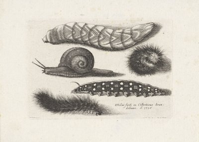 毛虫とカタツムリ 昆虫（連載タイトル） Muscarum Scarabeorum (シリーズタイトル) 作： Wenceslaus Hollar